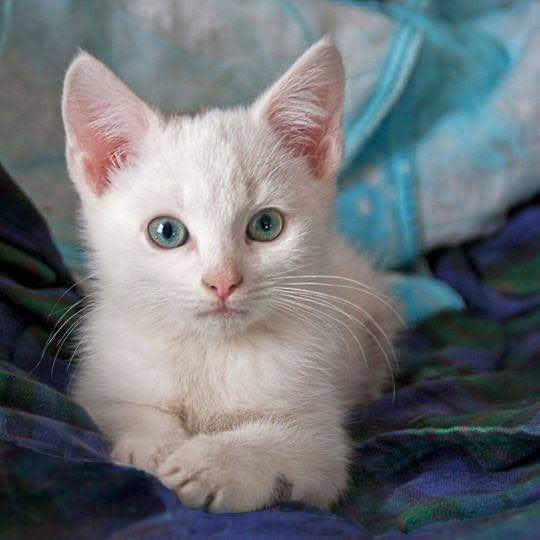 do you love me ?? ❤️ 😺 🎉 🎈 🍀 ❤️