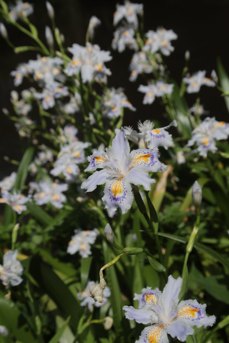 Fringed irises 😁 #Photography #Flowers #Shaga