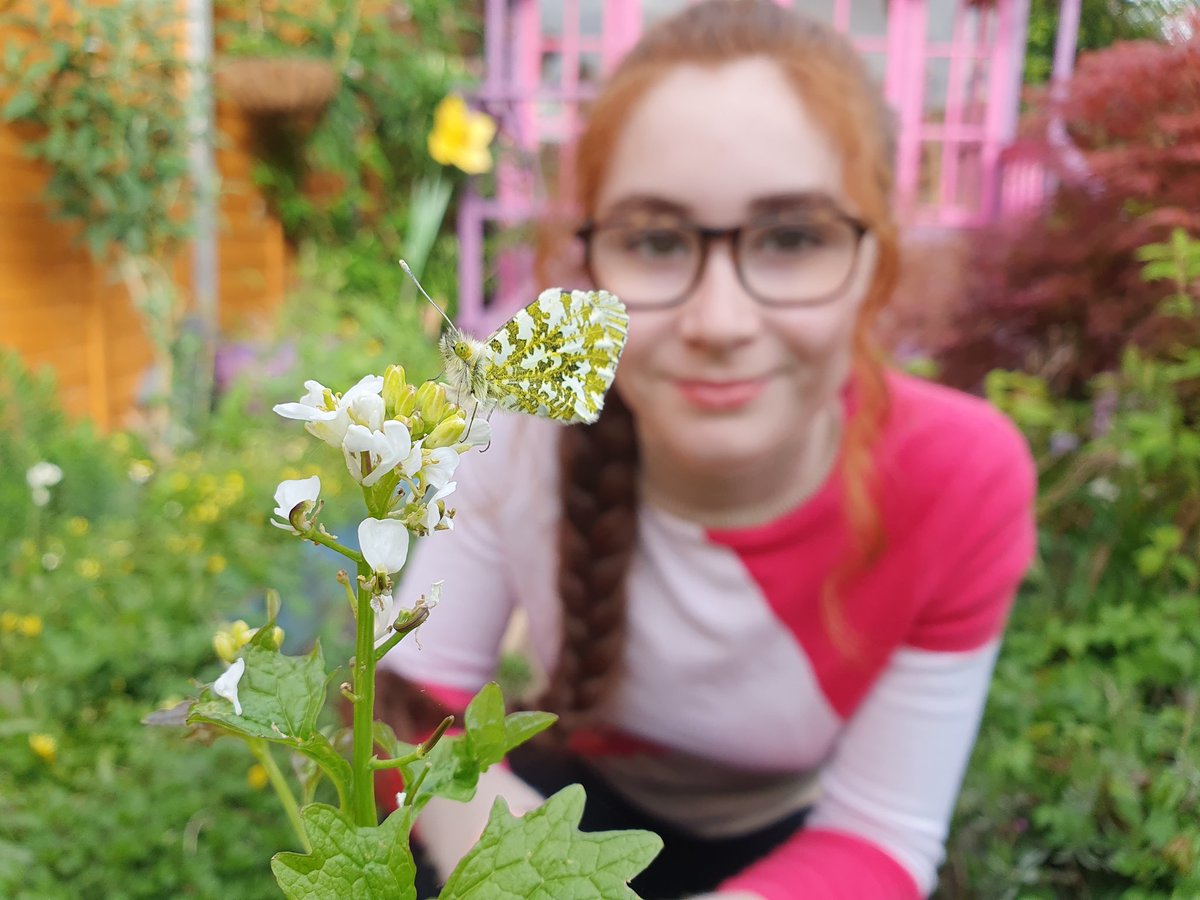If you want to help the population of Orange Tip #Butterflies in your area, you can plant Garlic Mustard, Cuckoo Flower, Honesty, or Large Bitter-cress 🥚🐛🥐🦋 #Butterfly #Conservation #helpinghand #plants #Gardens #Garden #Flowers
