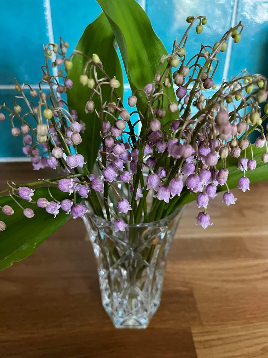 Here's a picture of my mother's Lilly of the Valley for you @TitchmarshShow seen as you didn't have one this colour in your segment about Lilly of the Valley  on #loveyourweekend this morning.