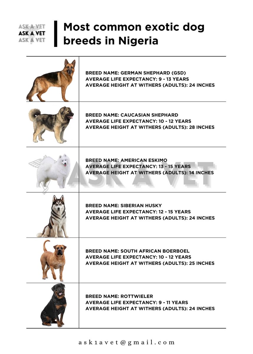 Ask1avet's tweet photo. Most common exotic dog breeds in Nigeria. 
Meanwhile, yesterday was world veterinarian's day. Shout out to the doctors that their patients do not speak, but they make accurate diagnosis and give appropriate treatment to ameliorate animal suffering. #AskAVet #WorldVeterinaryDay https://t.co/VgSskynOvf