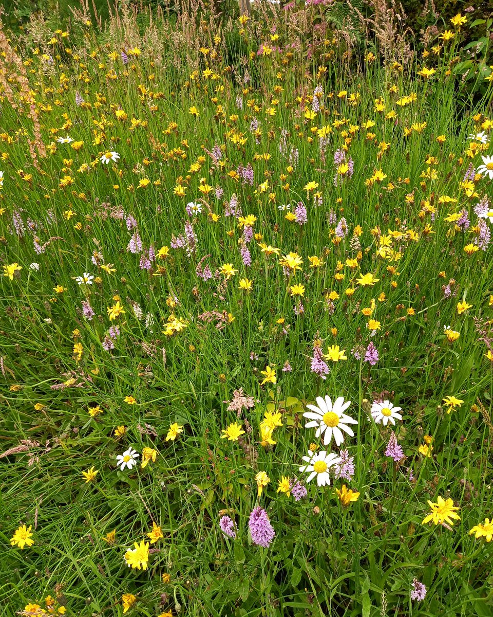 Are you taking part in @Love_Plants' #NoMowMay? 🌱🌼 Our recent study has proven that letting your grass grow long can boost butterfly numbers by up to 93%, with the biggest benefits found in urban areas and intensively farmed landscapes! Read more 👇 butterfly-conservation.org/news-and-blog/…