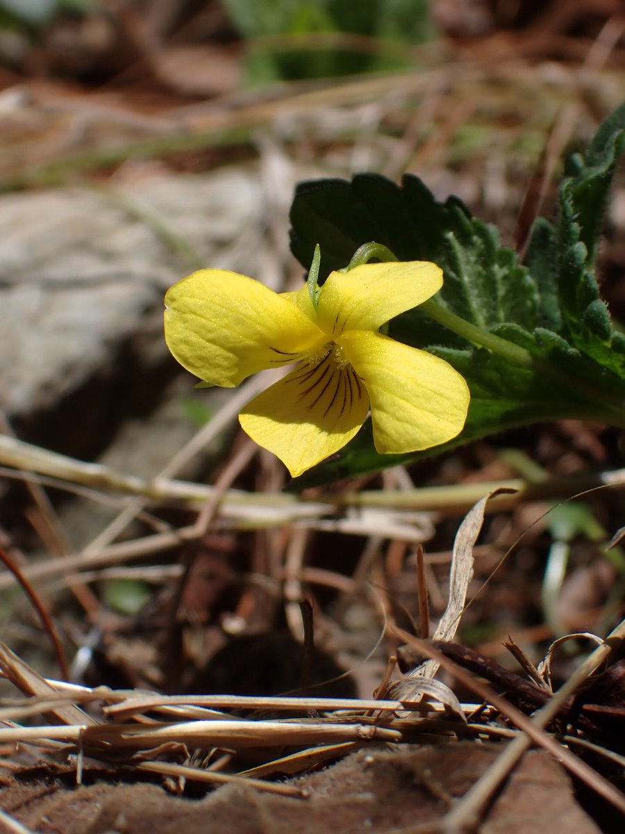 Two neat and unusual violas that have returned! The first one is Freckles. The second is native and uncommon.