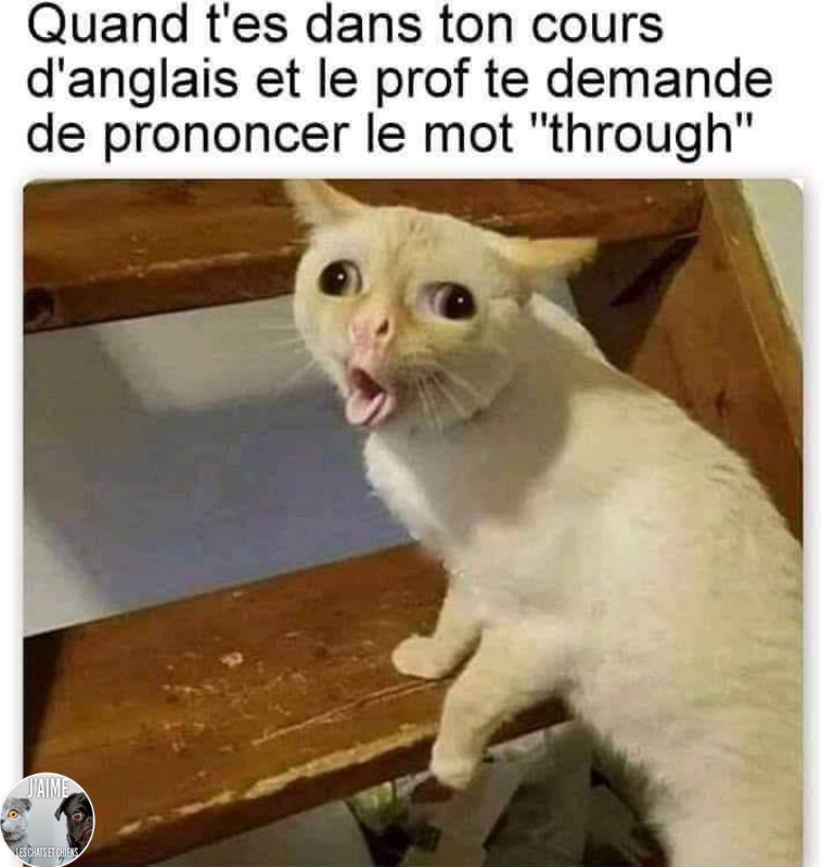 😂🤣😂😋
 
 #chat #chats #chaton #chatons #funnycat #funnycats #felin #gato #gatos #gatto #minet #bouledepoil #kitten #kitty #mdr #lol #marrant #humourchat #humourchats #chatdrole #katze #rigolo #marrant