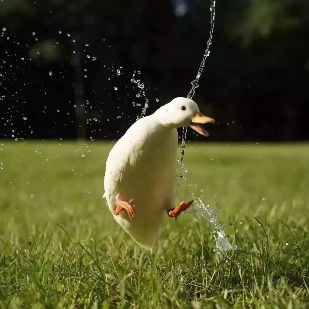 Ducks Make Me Happy tweet media