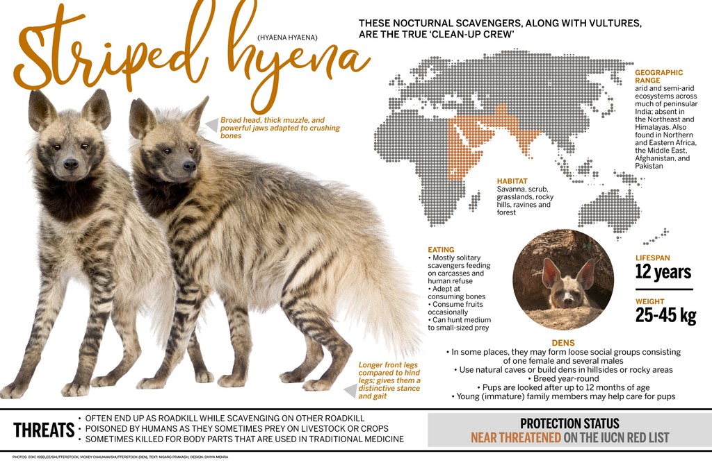 Most of us know the striped hyena as a scavenger but did you know that it can also hunt when required? Here’s all you need to know about this intelligent creature. Text by: Nisarg Prakash Design by: Diviya Mehra @diviyam #stripedhyena #infographic #scicomm #roundglasssustain