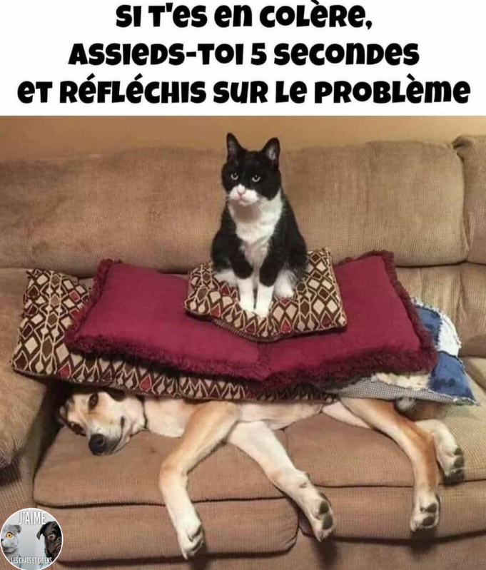😂🤣😂😋
 
 #chat #chats #chaton #chatons #funnycat #funnycats #felin #gato #gatos #gatto #minet #bouledepoil #kitten #kitty #mdr #lol #marrant #humourchat #humourchats #chatdrole #katze #rigolo #marrant