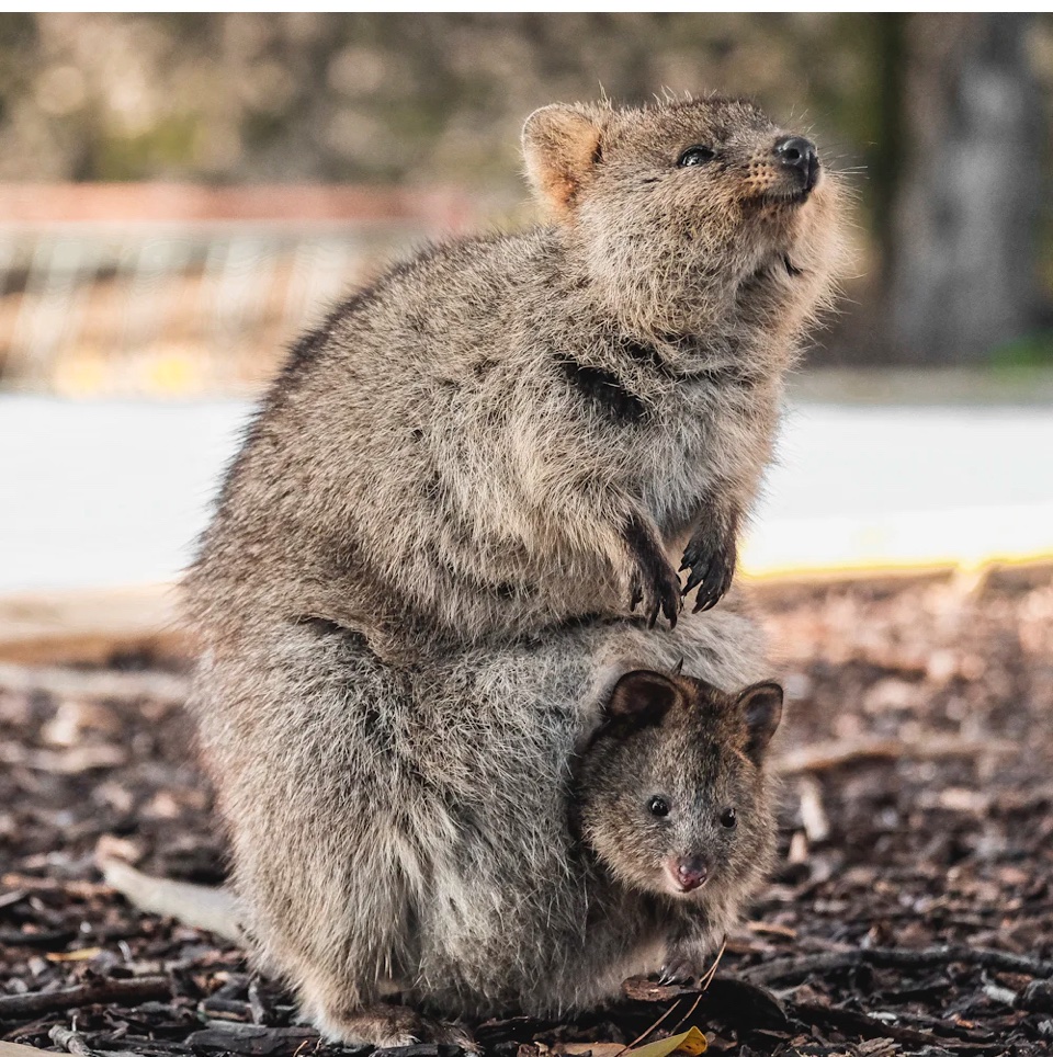 Timeline cleanse. Australian native animals: the quokka (macropod). Found in Western Australia on a beautiful Rottnest island (named bc the Dutch thought quokkas were large rats - ratsnest)