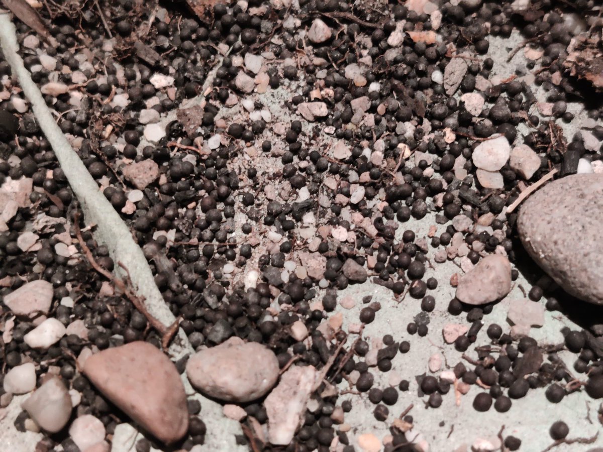 Lawrence Shaw tweet media