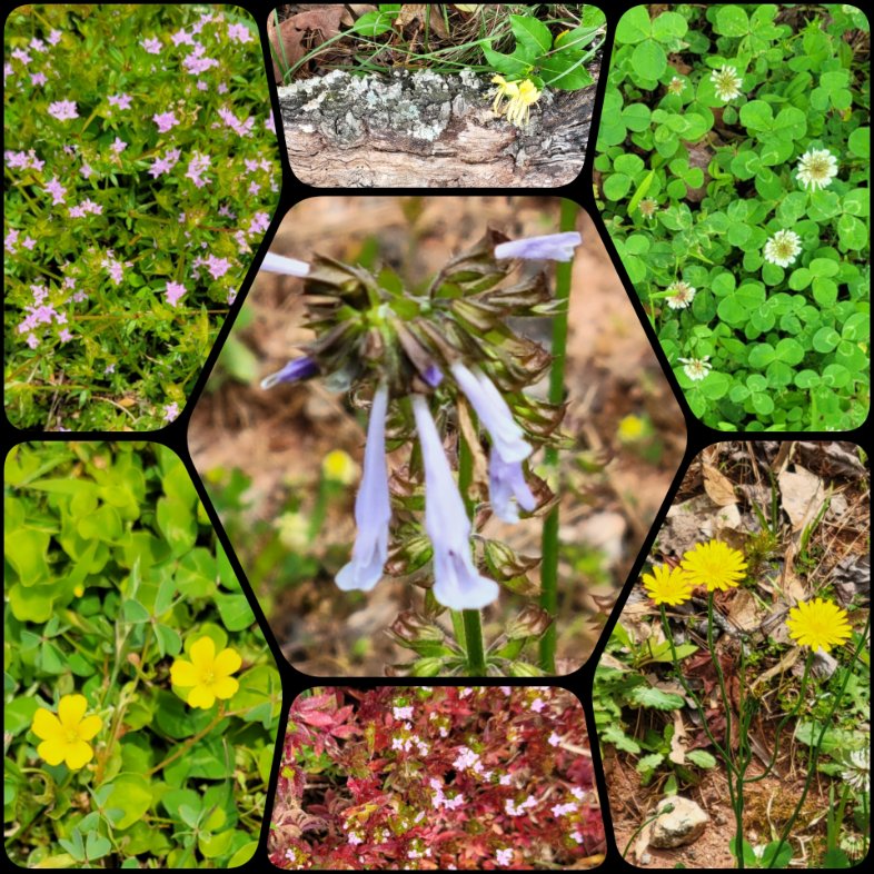 #SevenOnSunday with tiny flowering ground covers, clover & wild flowers.