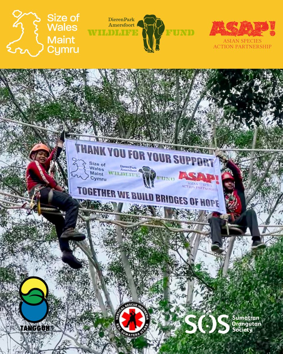 The canopy bridges were made possible thanks to the generous support of @Sizeofwales, @IUCN_ASAP dan @dpamersfoort - we’re so grateful to these funders for helping to ensure wild orangutan populations stay connected.

#HopeIntoAction