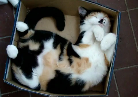 Take it easy 😺🐾💤🎁
#CatBoxSunday #SundayFunday #SundayMorning #SundayVibes #HappyWeekend