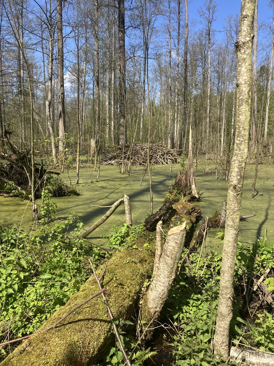 I’ve been missing beavers in Białowieża so pleased to come across this beaver lodge amidst flooded carr. They have such an extraordinary impact in creating diversity within forests.