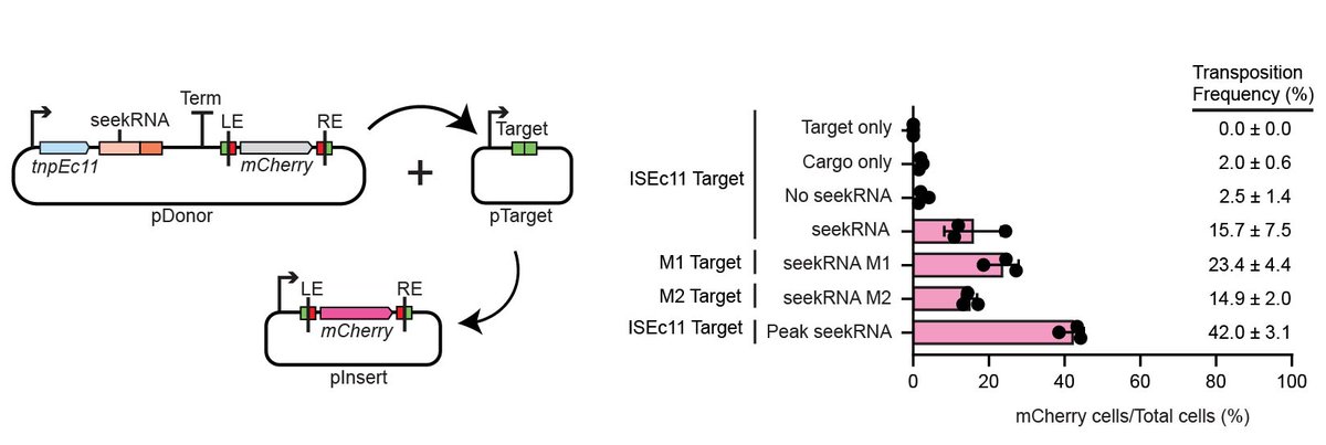 In nature, these IS can insert themselves as a cargo DNA into their target site. But what if we could control this? We reprogrammed the seekRNA to insert any cargo into any site we choose! This has massive implications across #biotech and #geneediting.