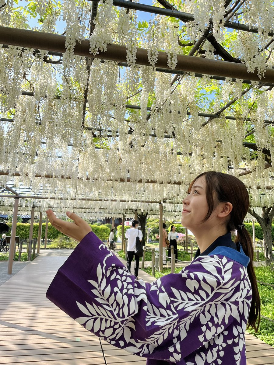 konan_kanko's tweet photo. 皆様ＧＷはいかがお過ごしでしょうか？
現在 江南市の曼陀羅寺公園では、野田白藤がとっても綺麗に咲いています🙌🏻❕
是非お越しください😊

#江南市 #江南 #こうなん #藤まつり #こうなん藤まつり #愛知  #観光  #aichi https://t.co/7X7GfXP3Ff
