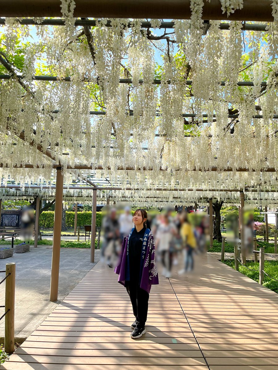 konan_kanko's tweet photo. 皆様ＧＷはいかがお過ごしでしょうか？
現在 江南市の曼陀羅寺公園では、野田白藤がとっても綺麗に咲いています🙌🏻❕
是非お越しください😊

#江南市 #江南 #こうなん #藤まつり #こうなん藤まつり #愛知  #観光  #aichi https://t.co/7X7GfXP3Ff