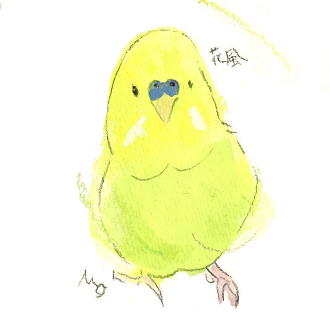 オーダー作品、良い正面顔のセキセイインコさんを描きました。昨年の東京での個展時にもセネガルさんをオーダーくださったお客様。本当にありがたいです。 #小鳥のアートフェスタ in広島
