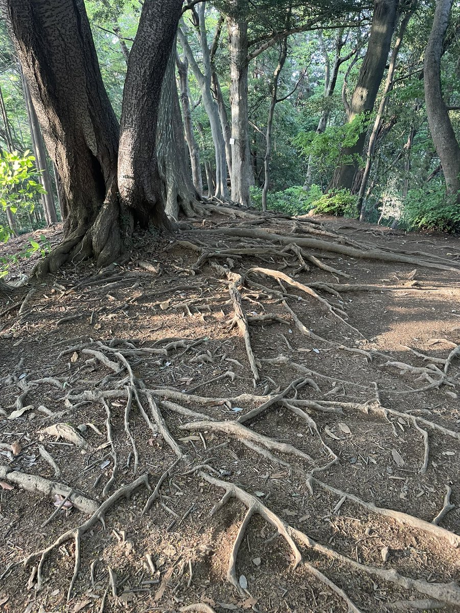高尾山。新緑がキラキラ🌿✨