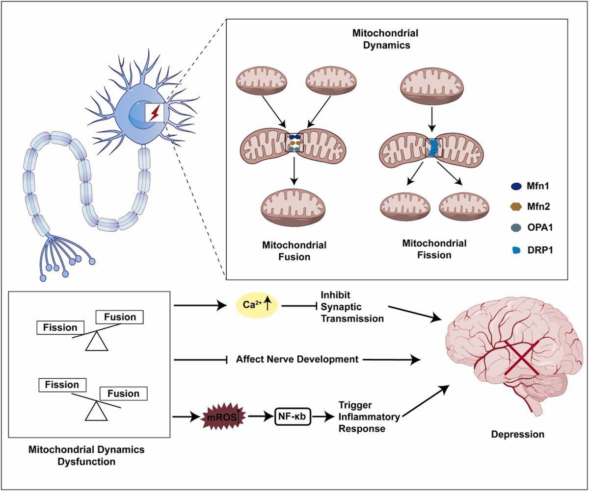 Mitochondrial dynamics dysfunction: Unraveling the hidden link to depression

This article reviews the effects of #mitochondrial dynamics dysfunction on the pathogenesis of #depression and its potential molecular pathway. 
sciencedirect.com/science/articl…