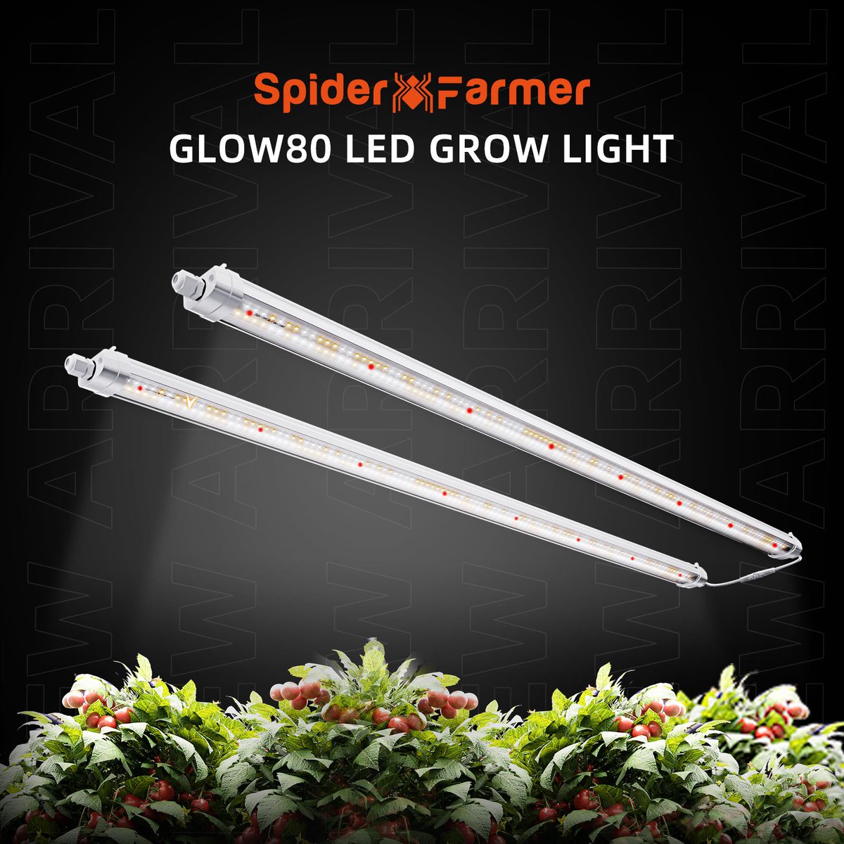 🤔I'd like to ask you all about Glow80, whether you will use it for Filling light for cannabis or specialize in growing vegetables. 👇Filling light to reply 1, growing vegetables to reply 2, Both have reply 3. Thank you!🧡 #Spiderfarmer420 #Glow80 #discussion #giveaway