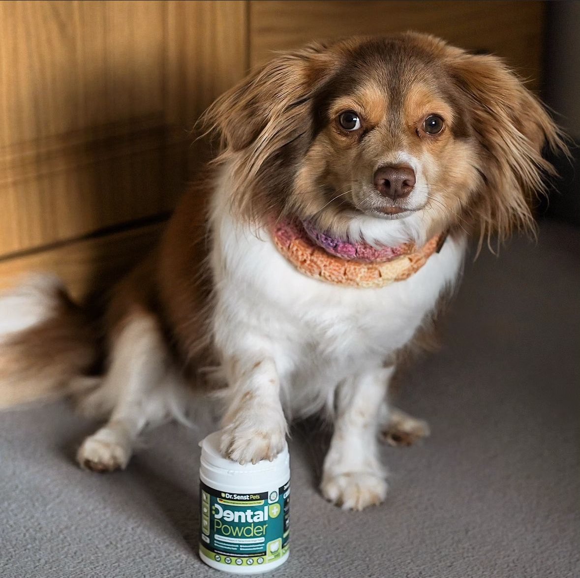 Caught in the act! 📸 

This adorable pup Gracie knows the importance of dental hygiene, reaching for their trusty dental powder like a pro. Here's to wagging tails and gleaming smiles! 🐶✨ 

🛒 Treat Those Teeth Today - shorturl.at/jsEH1

#DentalHealth #HappyPup