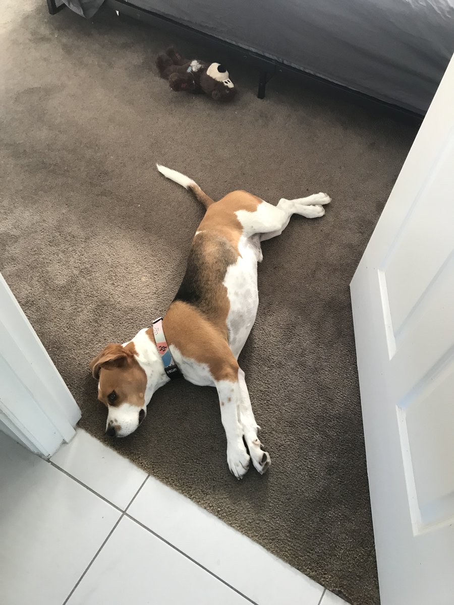 #beagle