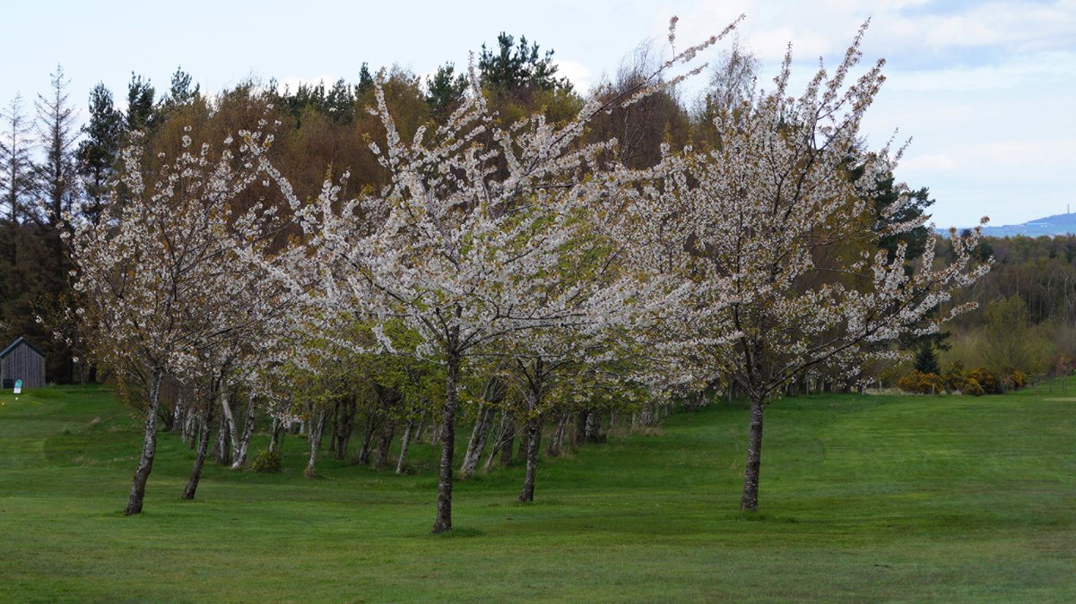 Smiles all round at our New Members' Day - even Spring made a much welcome appearance encouraging blossom across the course ... Club Membership available - why not come and join us? Check website for details: giffordgolfclub.com #giffordgolfclub #hiddengems #ScotGolfCoast