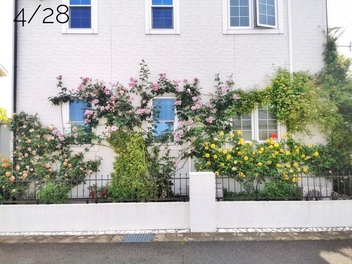 TATO_gardening's tweet photo. 自分で見ても見惚れるように壁面のバラが咲いてます！今がピークかも？😆

April 28, 2024

#tato_wall_rose
#TLを花でいっぱいにしよう
#ファインダー越しの私の世界
#GardeningTwitter
#花好きな人と繋がりたい
#壁面バラ #バラ剪定誘引
#ガーデニング
#GrahamThomas
#FlowersOfTwitter https://t.co/sD9CBoNDHj
