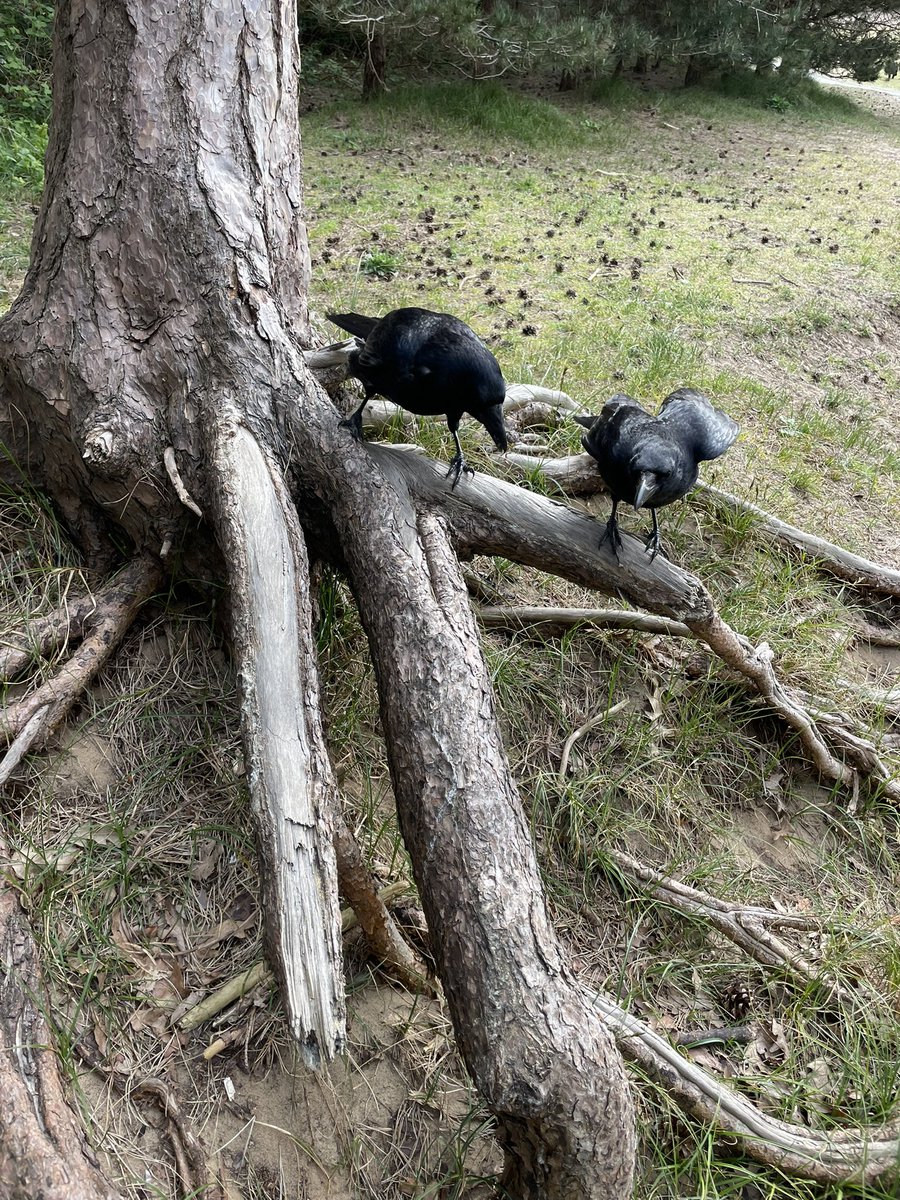 @WriterHannahBT First birds of my day : my little mates who always come to me for a treat when I walk this way with the dog #FirstBirdOfMyDay #WhatsYours