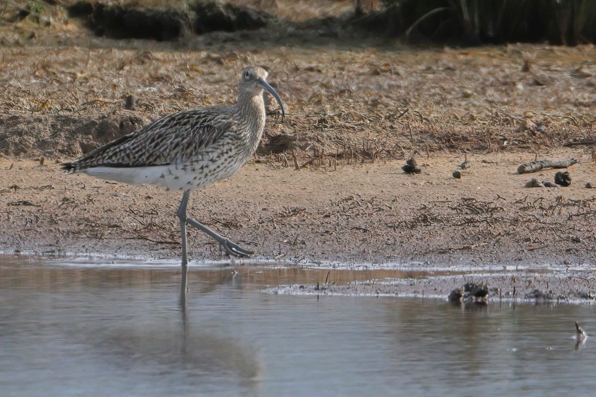 Curlew at Lodmoor earlier in the week. First one I've seen this year...