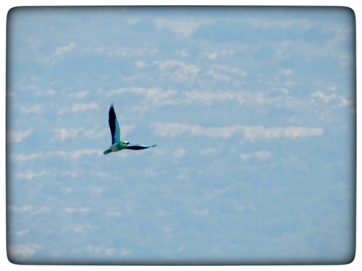 Distant shots but such a beautiful bird. A Roller near Souni #cyprusbirds