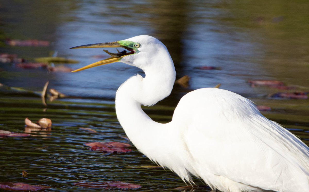 Down the hatch. #TwitterNatureCommunity #CTNatureFans #birdphotography #egret