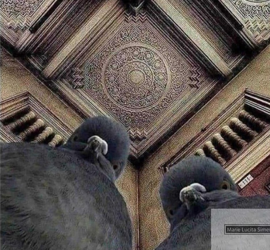 These pigeons look like they're about to drop the hottest hip hop album of the year.