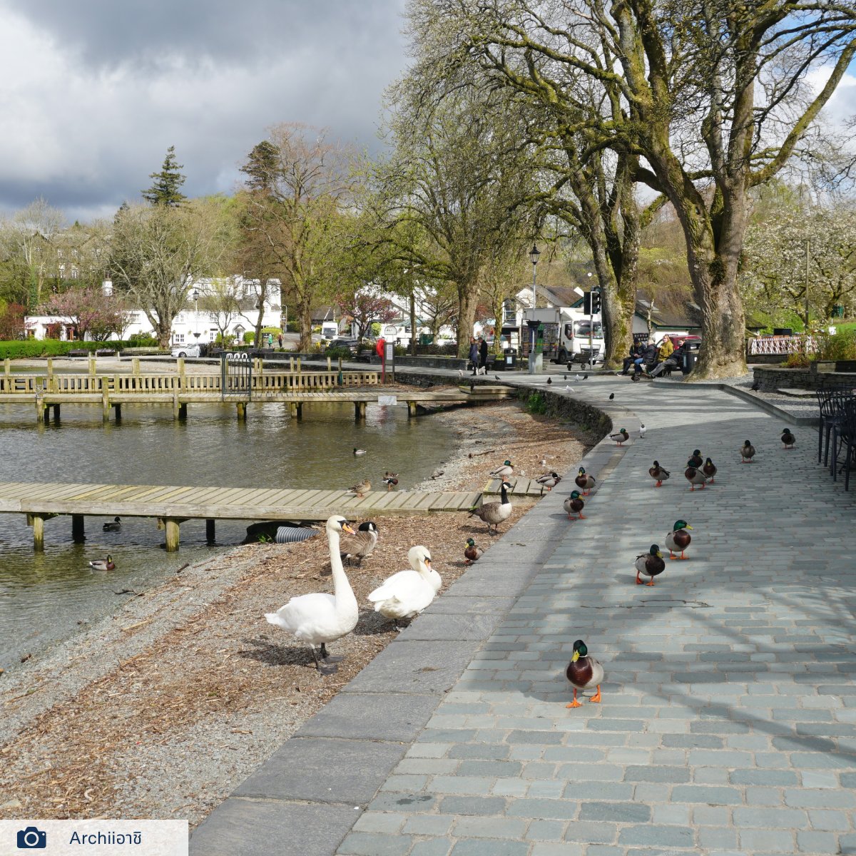 Quack-tastic company in Ambleside! 🦆😂 #Ambleside #LakeDistrict #NatureLovers