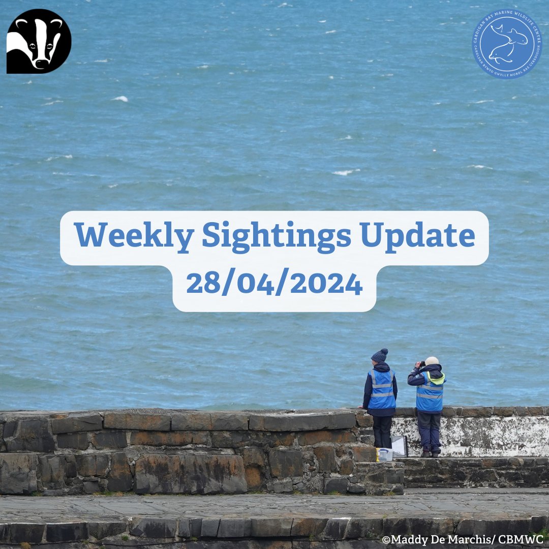 👀 Weekly Sightings Update 🌊 🧑‍🤝‍🧑 This week our #MarineConservation volunteers have carried out 36 #DolphinWatch surveys 📝 Dolphins were spotted on Monday, Thursday, Saturday 🐬 @WTSWW @WTWales