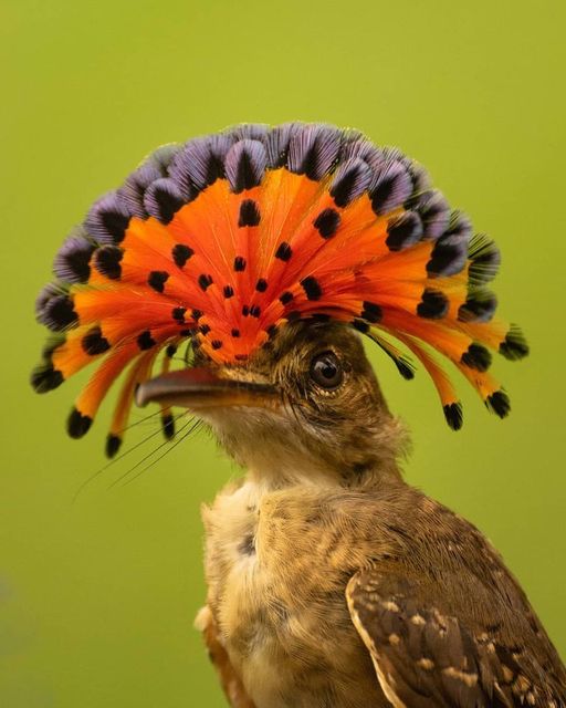 Pacific Royal Flycatcher #birds #birdwatching #NaturePhotography #wildlifephotography