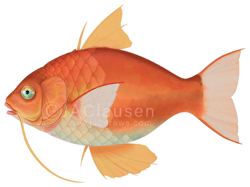 A bit different and off-theme #SundayFishSketch for today: the start of a Magikarp illustration as if it were a real fish.