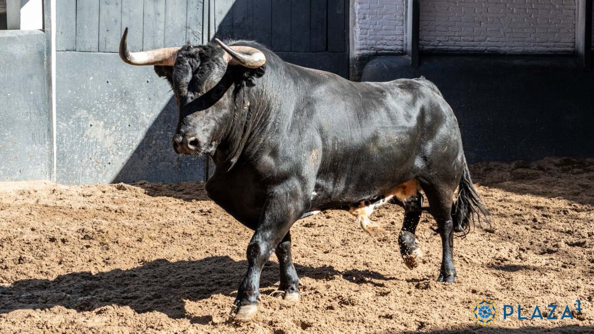 ℹ️“ESTUDIANTE” será el toro de Arauz de Robles con el que confirmará Calerito en la tarde de hoy. 👉🏼Día de vital importancia para el sevillano, que viene lanzado de Sevilla.