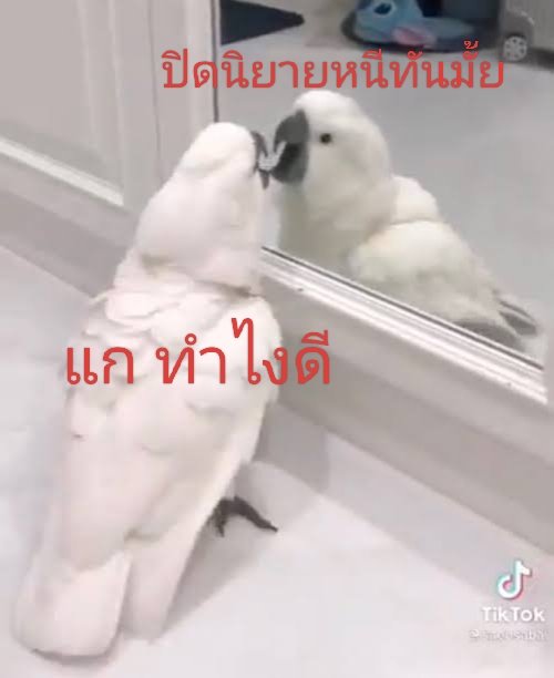 Fevcrazy's tweet photo. @mint_matinee ว้ากกกกกกกก https://t.co/zLfLqX6rqq