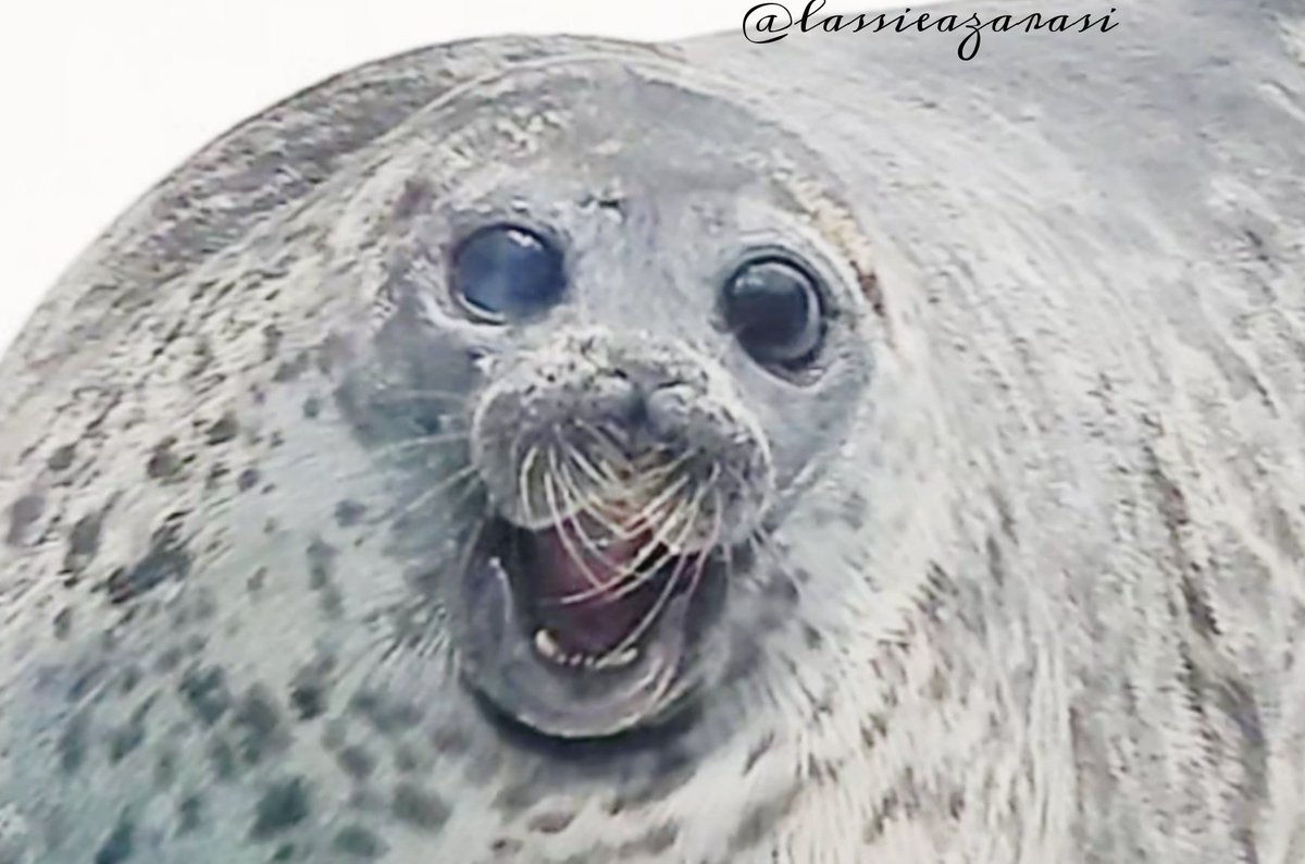 Yuki #海遊館 #アザラシ #seal