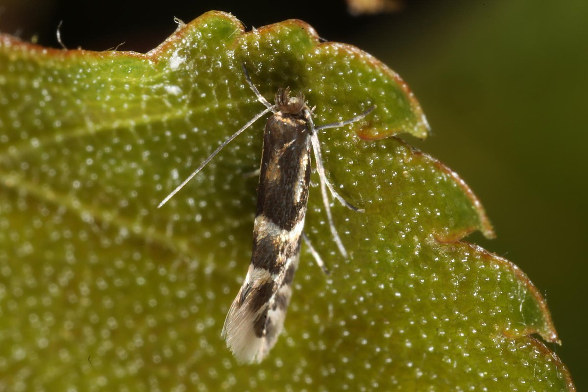 I took these photos of a micro-moth on the newly-opened leaf of a silver birch tree on the Findhorn Hinterland a couple of days ago. Can anyone help with identifying which species of micro-moth this is?