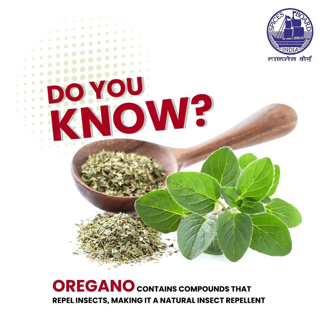 From repelling mosquitoes to deterring pesky bugs, oregano oil or dried oregano is your secret weapon @DoC_GoI #spicesboard #oregano #incrediblespicesofindia