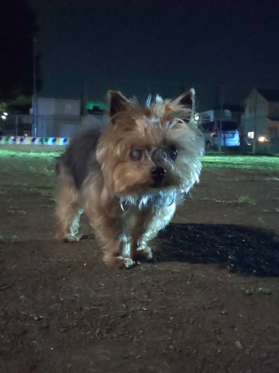 今夜も月は見れず

#ヨークシャーテリア #ヨーキー #yorkshireterrier