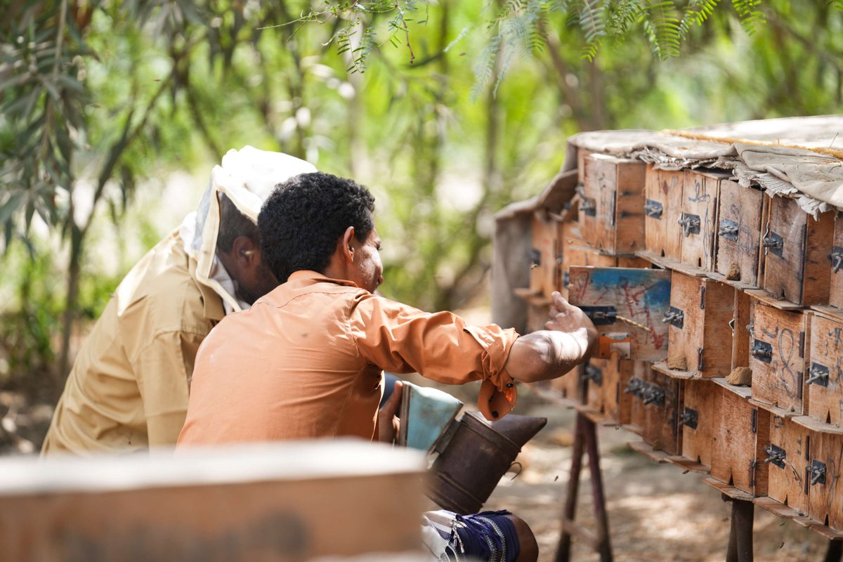 Our beekeeping projects provide skills training and financial independence to communities in Yemen that have been ravage by famine and conflict. Get involved: bit.ly/afh_yemen