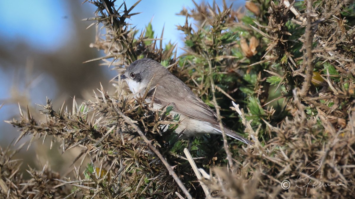 Delighted to have come across this Lesser Whitethroat at Ballycotton this morning! #scarce #BirdsSeenIn2024