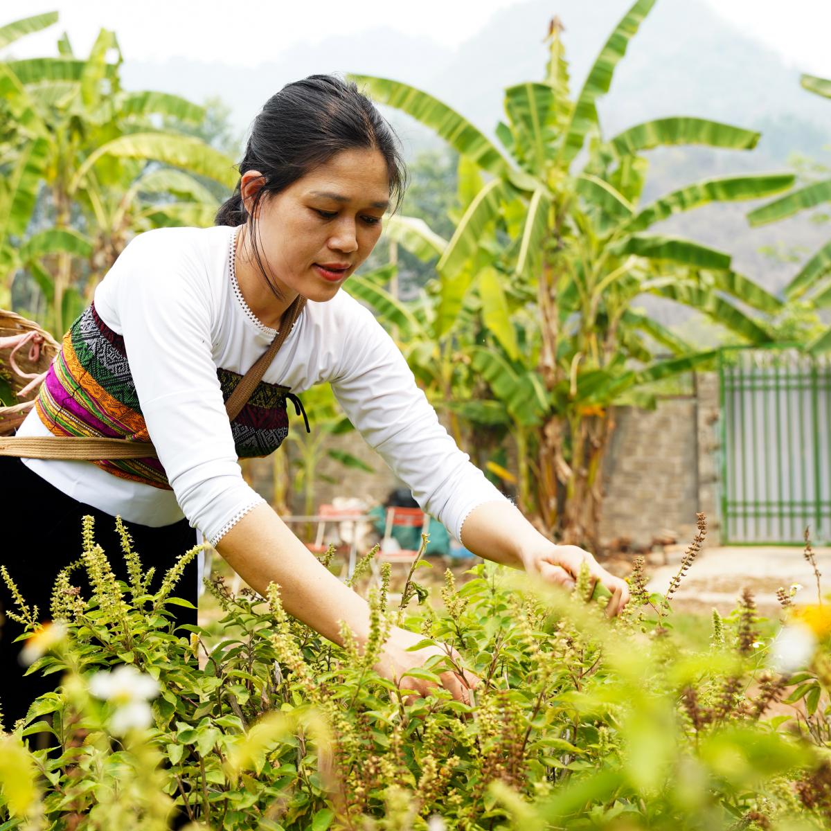 In #Vietnam, we’re working with businesses to pay local communities for maintaining forest services—and last year, this work generated over $1 billion since 2011 to finance the community-led conservation of ~40% of Vietnam’s forest area. More: usaid.gov/vietnam/storie…