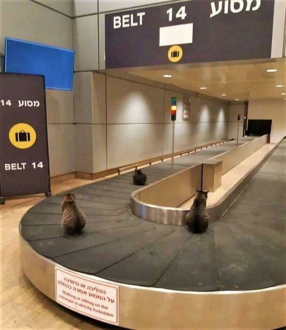 DontShowYourCat's tweet photo. baggage claim https://t.co/cqv622Pgff