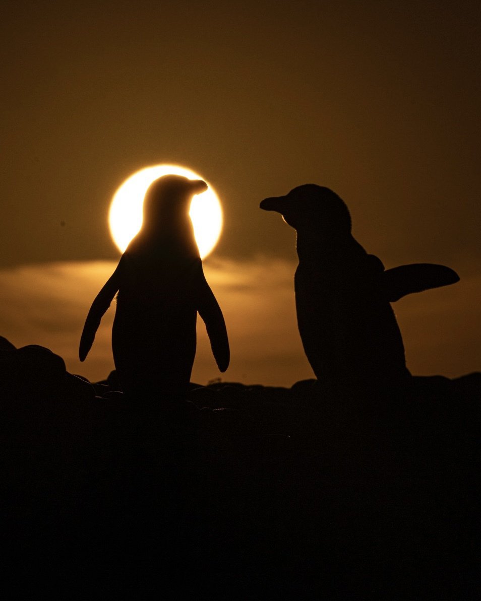 非洲，怎么能少了企鹅🐧呢。 南非企鹅是非洲唯一的企鹅品种。从2004年5万多对企鹅，到如今只剩下8300对，它们的生存面临诸多挑战。 加入我们，一起保护它们的栖息地➡️unesco.org/zh/biodiversity #生物多样性 #企鹅 #科普