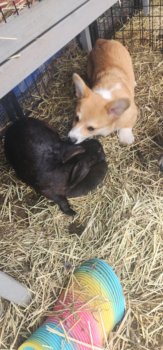 Hanging out with Snickers and Truffles this morning. #corgi #corgipuppy #bunny #sun #corgicrew