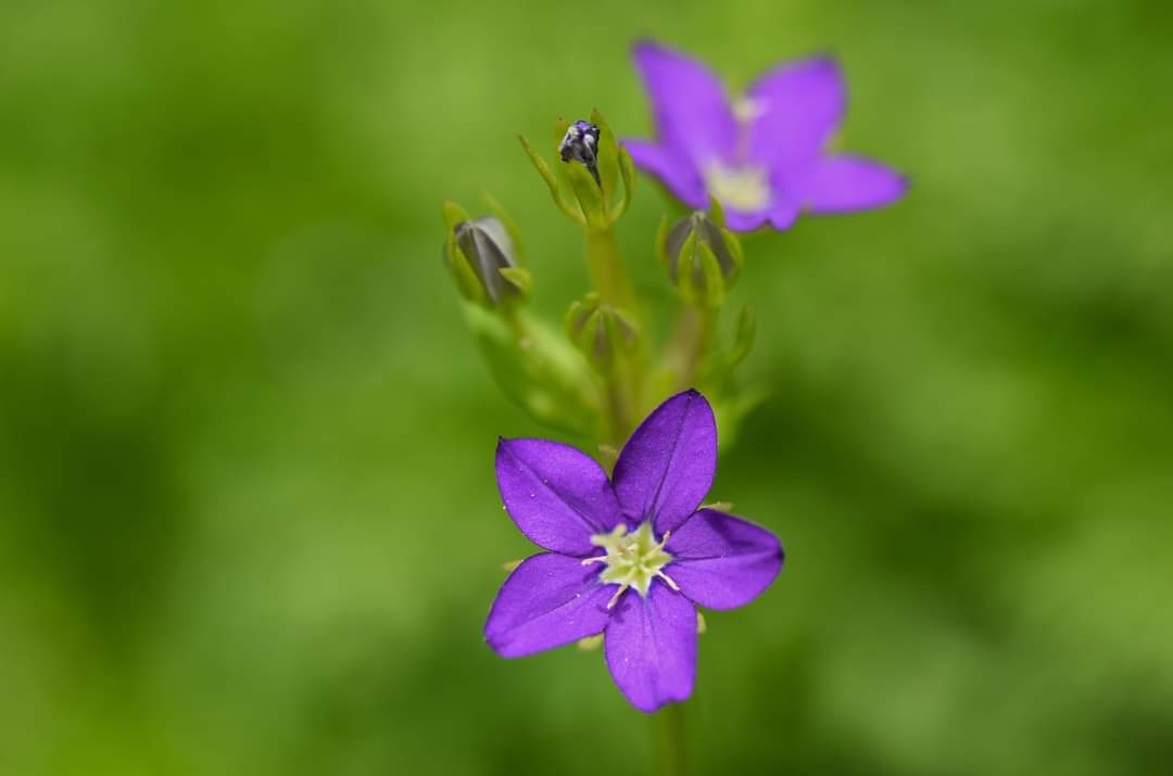 🍀Good Evening🍀 Blue is the symbol of peace, trust and happiness. When we see blue in nature, we feel calm and trust. #CollectingTogether #SupportEachOther #TEZOSTUESDAY #DDclup 📌🍀🪻🌿 Blue Flowers 📌🍀🪻🌿 5 Edition 📌🍀🪻🌿 2 XTZ objkt.com/tokens/KT1JHyw…